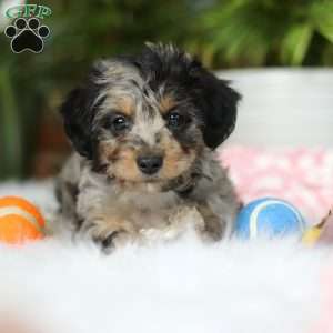 Jordan, Yorkie Poo Puppy